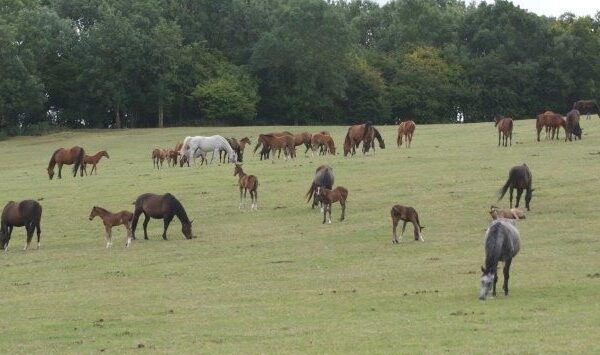 foals on hills
